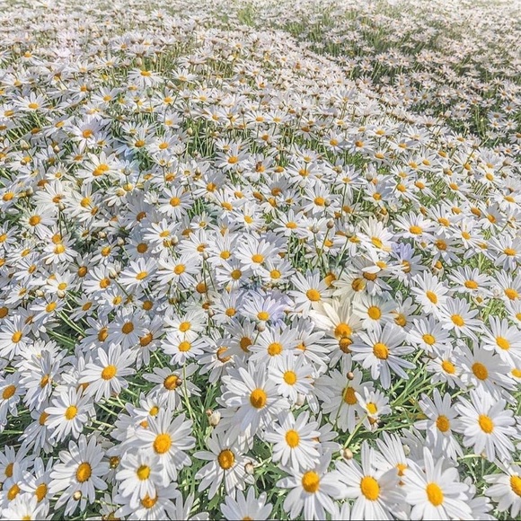 Meet your Posher, Hannah - Picture 1 of 1